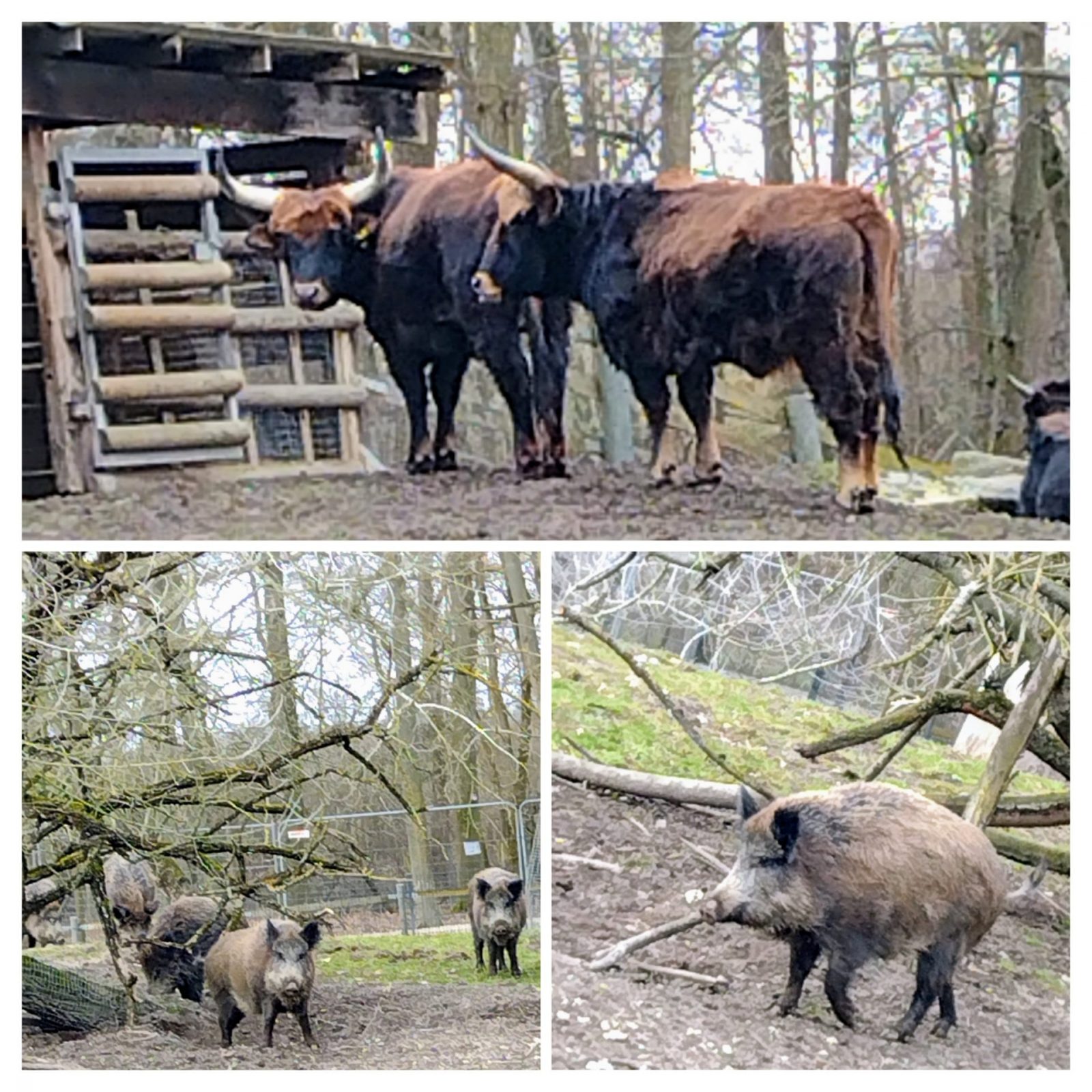 20250207_170014-COLLAGE