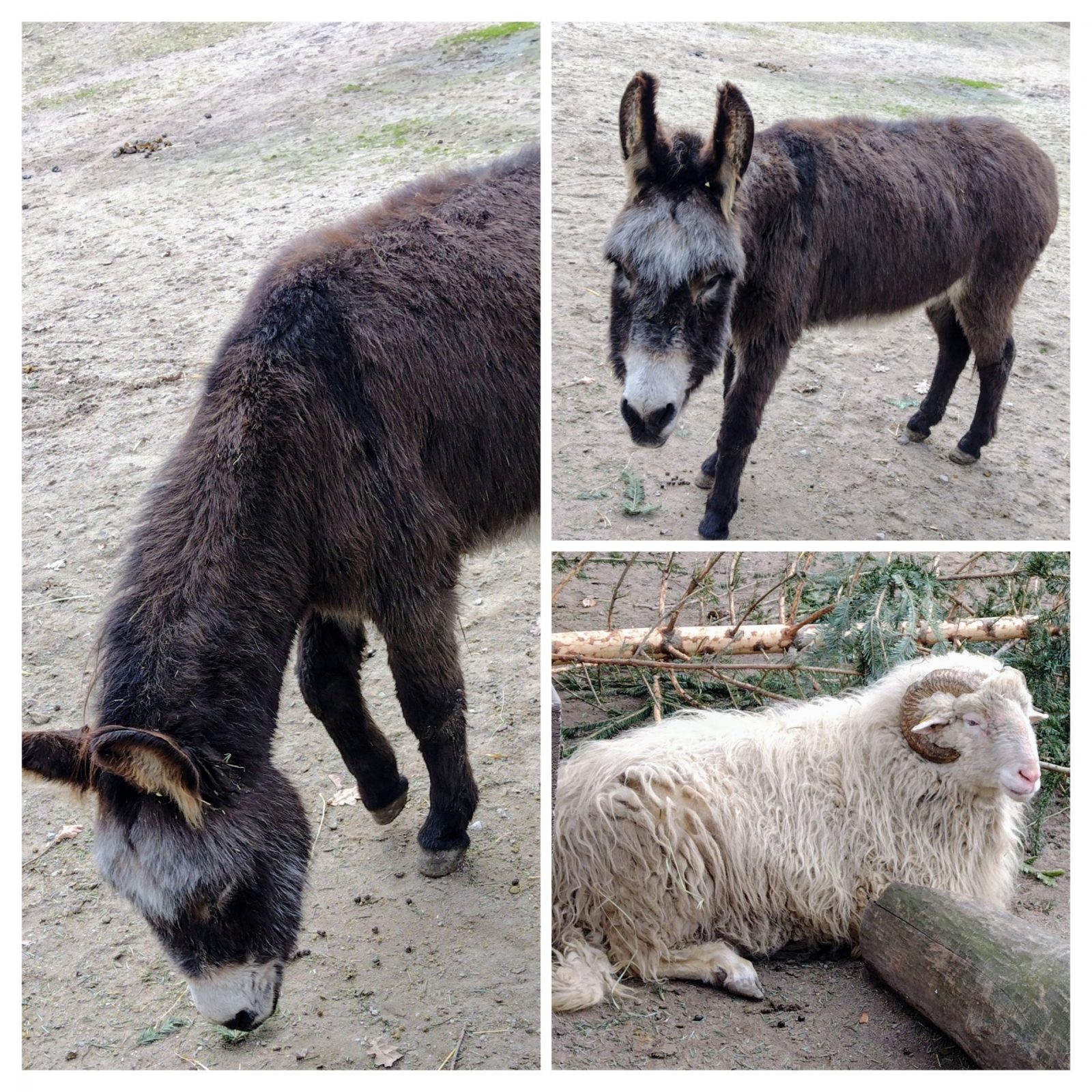 20250207_171120-COLLAGE