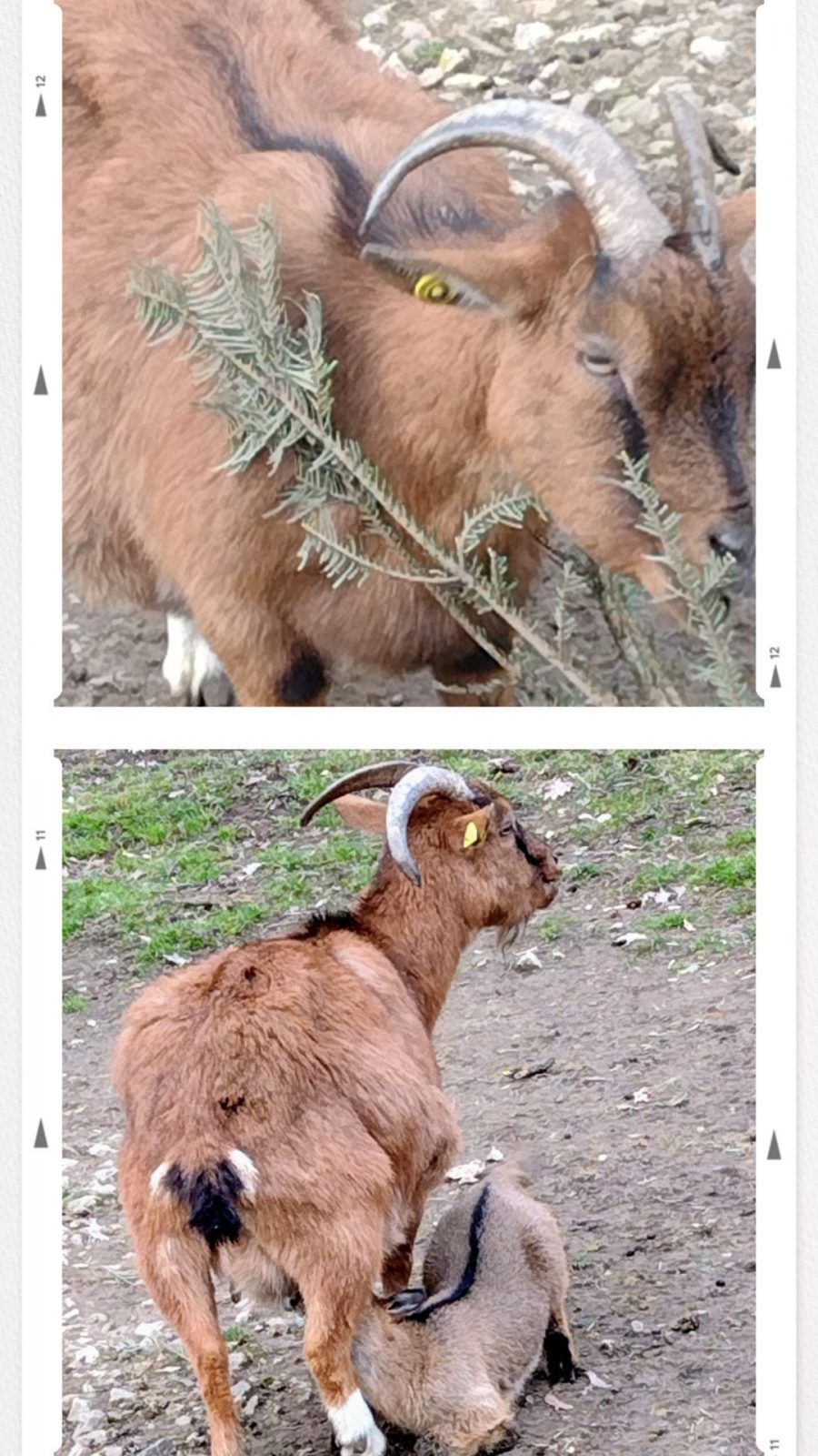 20250207_171352-COLLAGE