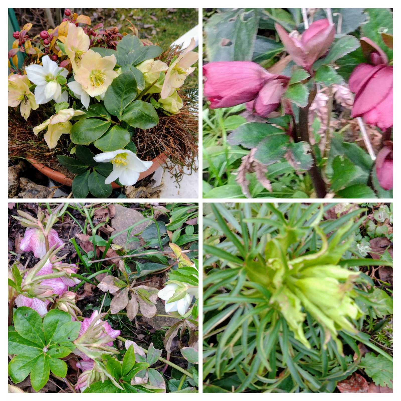 20250215_104232-COLLAGE