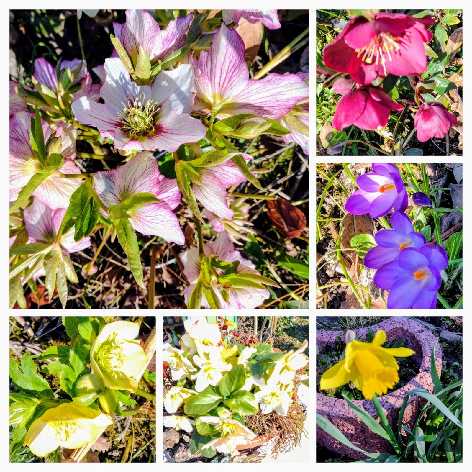 20250305_173943-COLLAGE