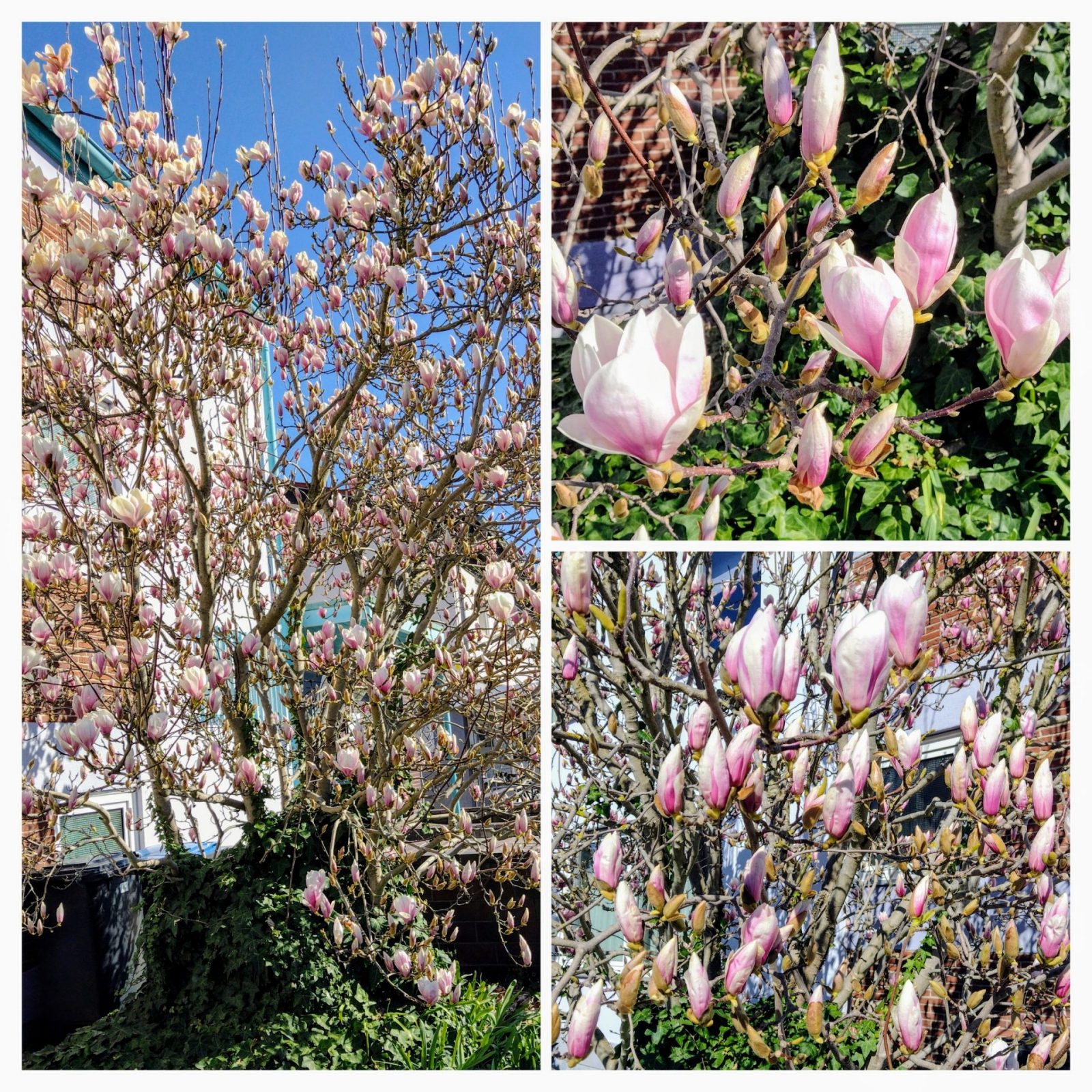 20250319_225357-COLLAGE