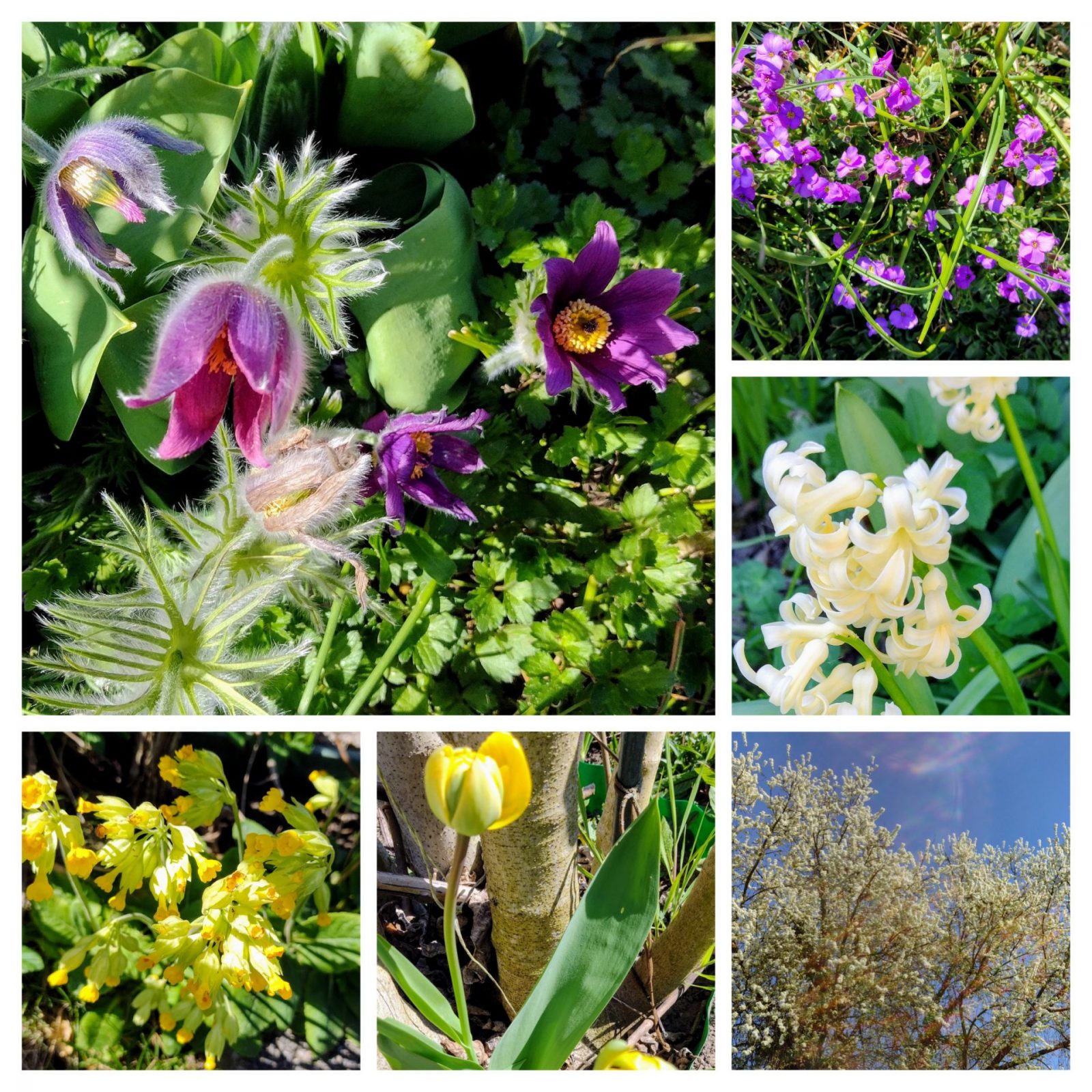 20250404_203502-COLLAGE