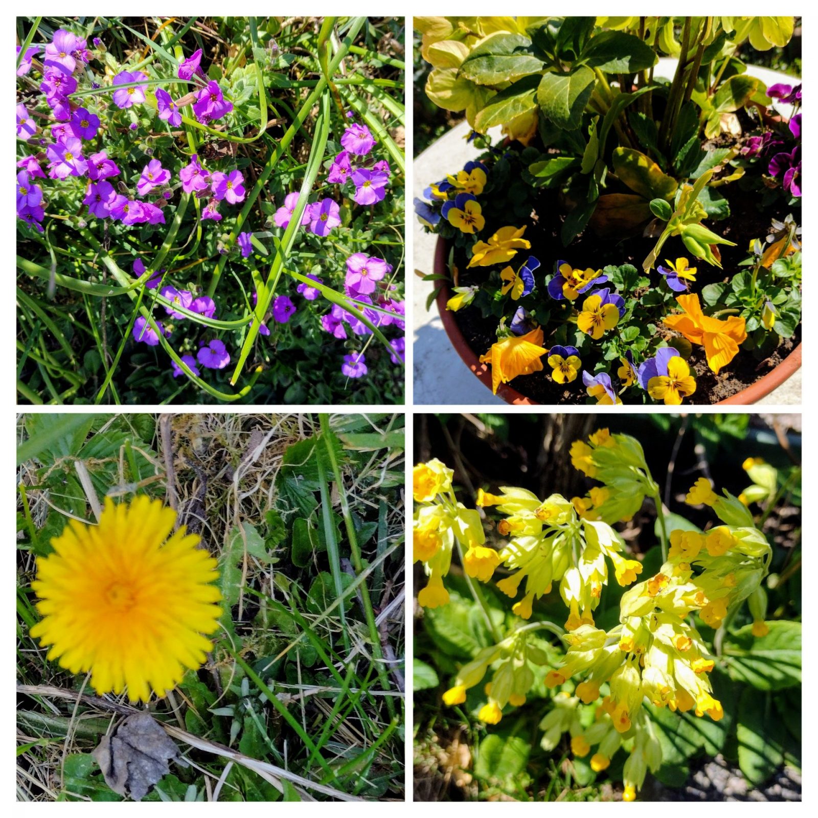 20250404_203751-COLLAGE