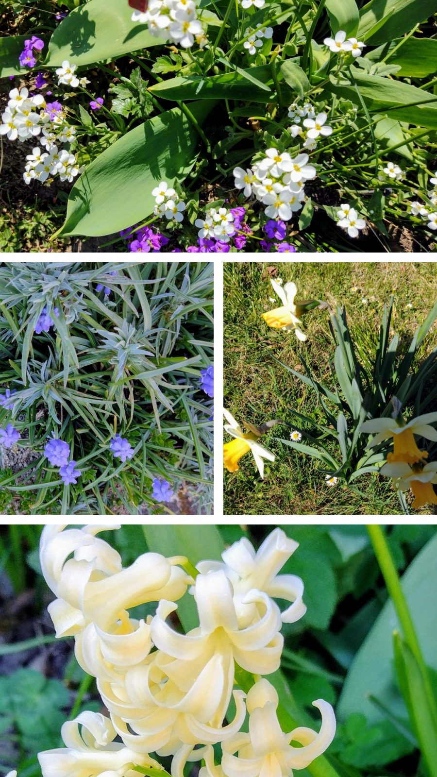 20250404_203859-COLLAGE