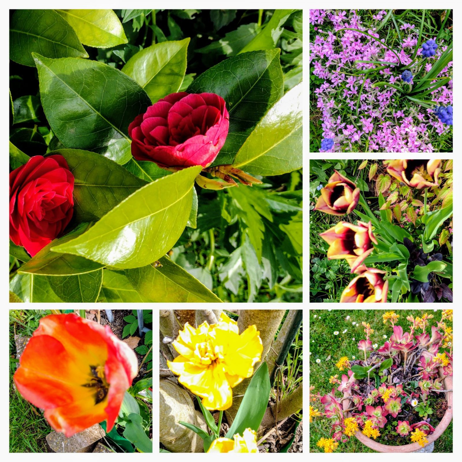 20250419_223420-COLLAGE