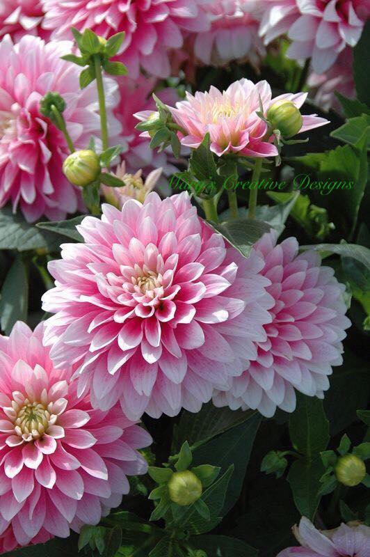 204676819_2938856379685493_4046638772432617639_n