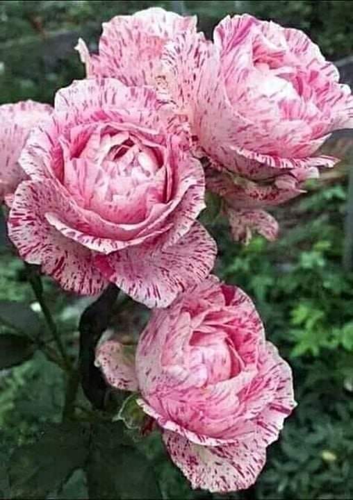 205777887_2260578387409871_8934676378058462481_n