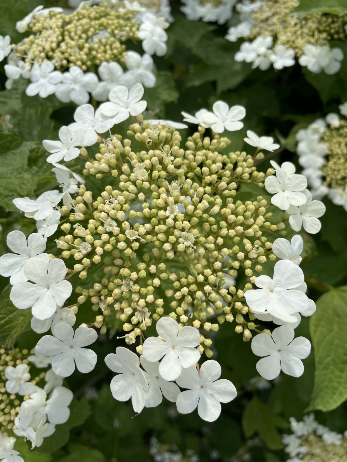 20812D9D-5817-4729-A867-DEE7C7EF6CC2