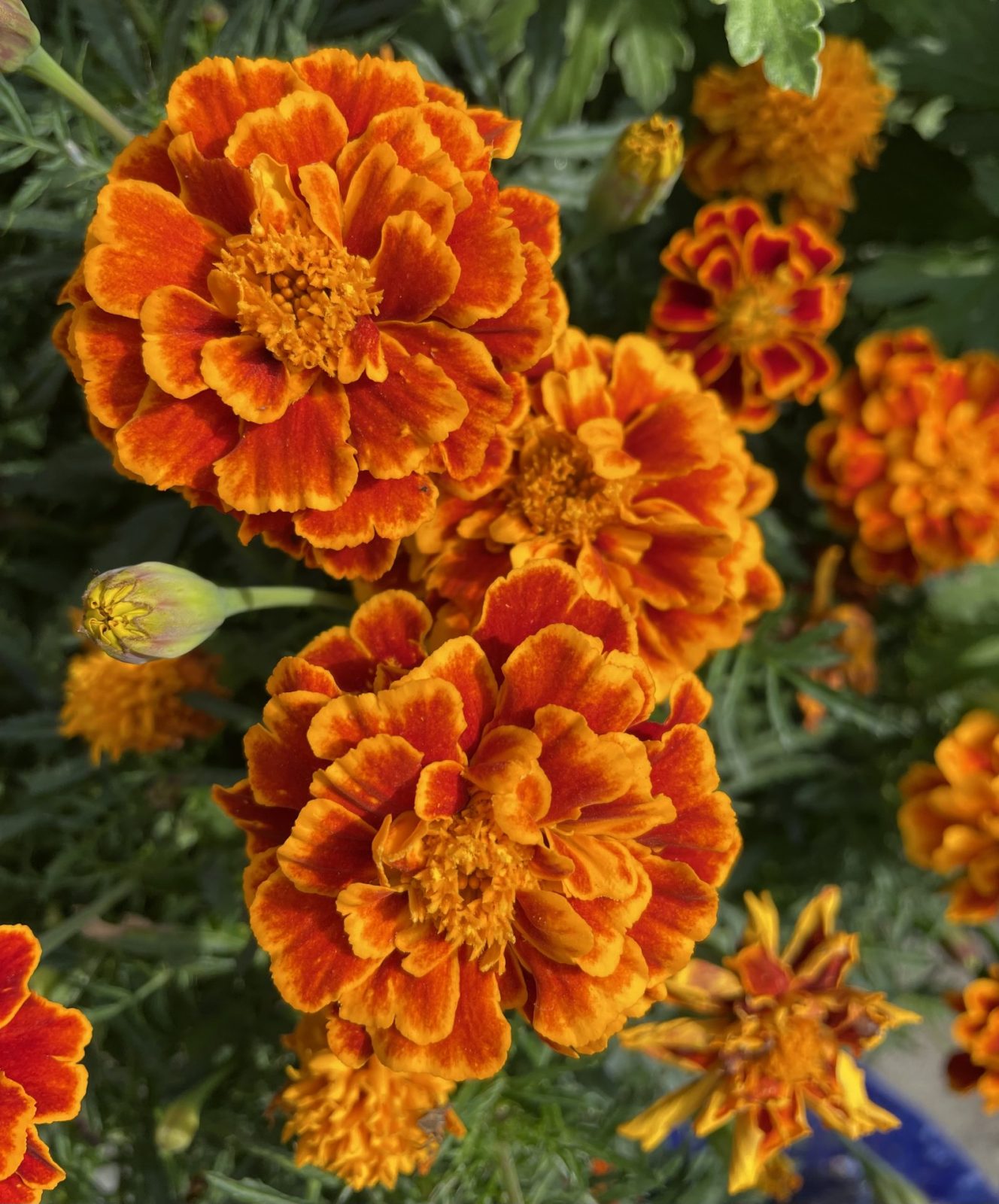 209C7653-1864-4EC4-9A73-5D1FD69CD7F6