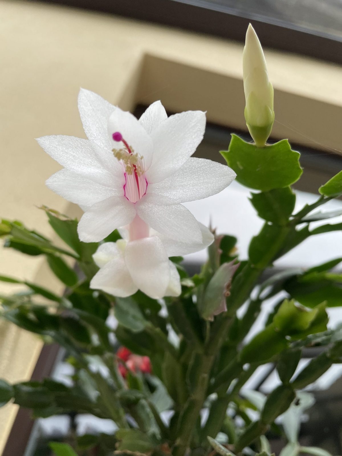 20D38EE2-A806-4721-ADBE-6392FE160D1C