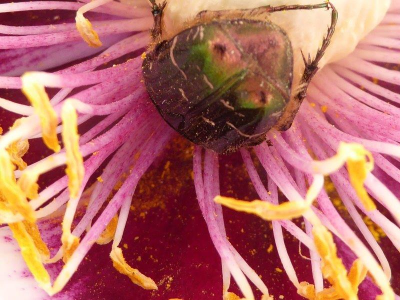 21.5,2016 Schlossaufsicht (185)