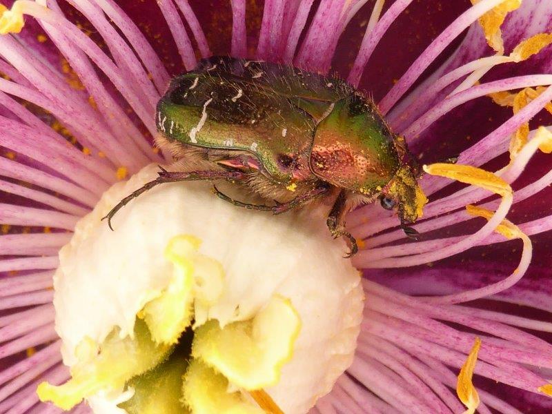 21.5,2016 Schlossaufsicht (190)