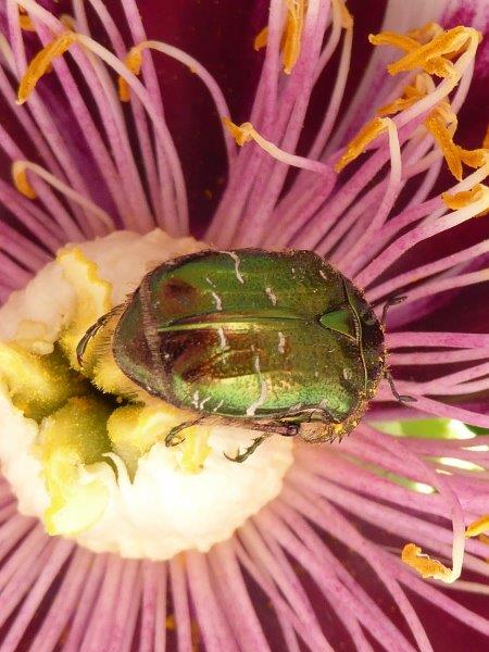 21.5,2016 Schlossaufsicht (192)