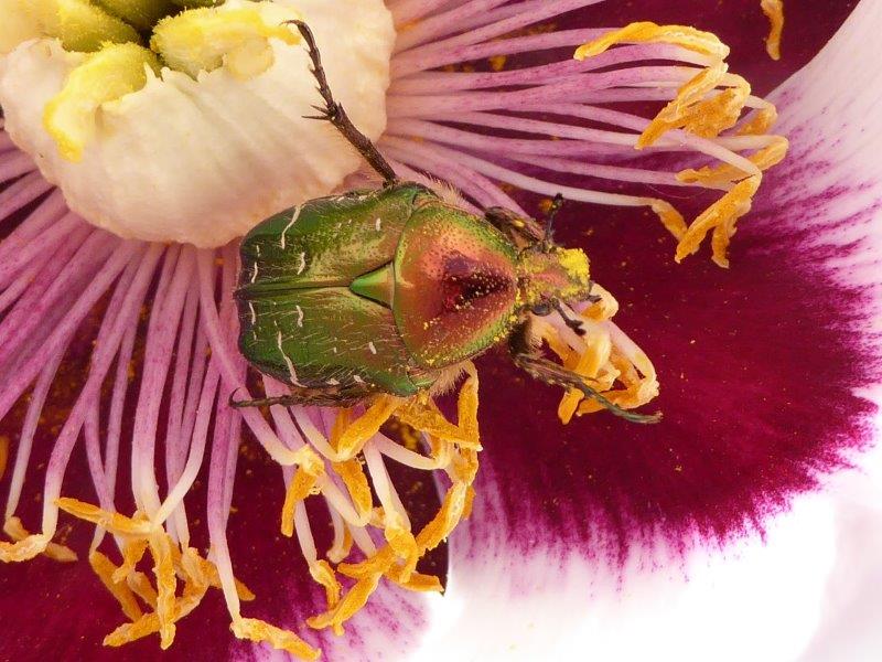 21.5,2016 Schlossaufsicht (194)