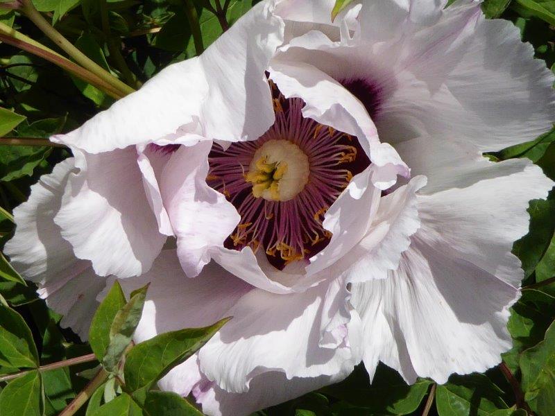 21.5,2016 Schlossaufsicht (199)