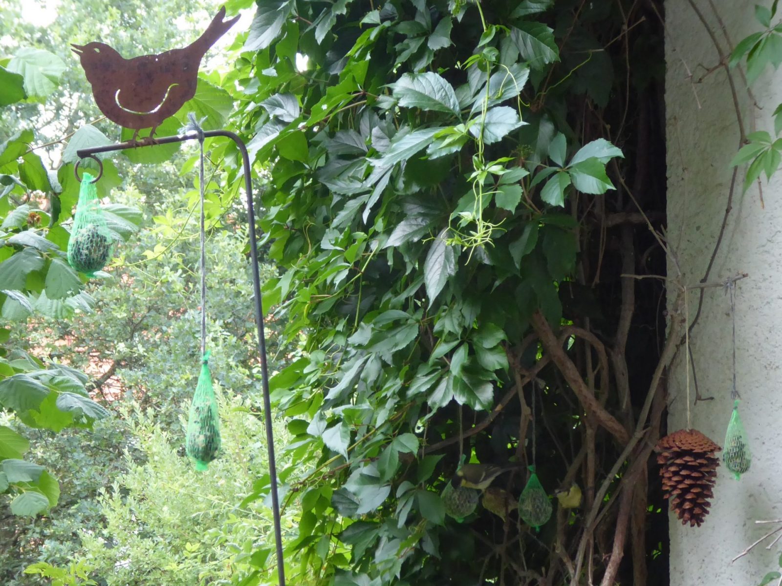 21.7.2022 Jungvögel (109)