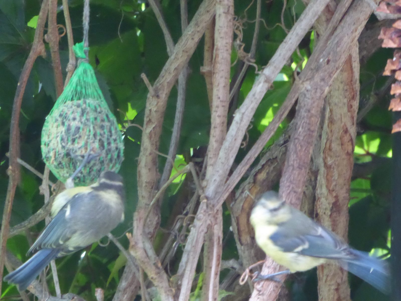 21.7.2022 Jungvögel (14)