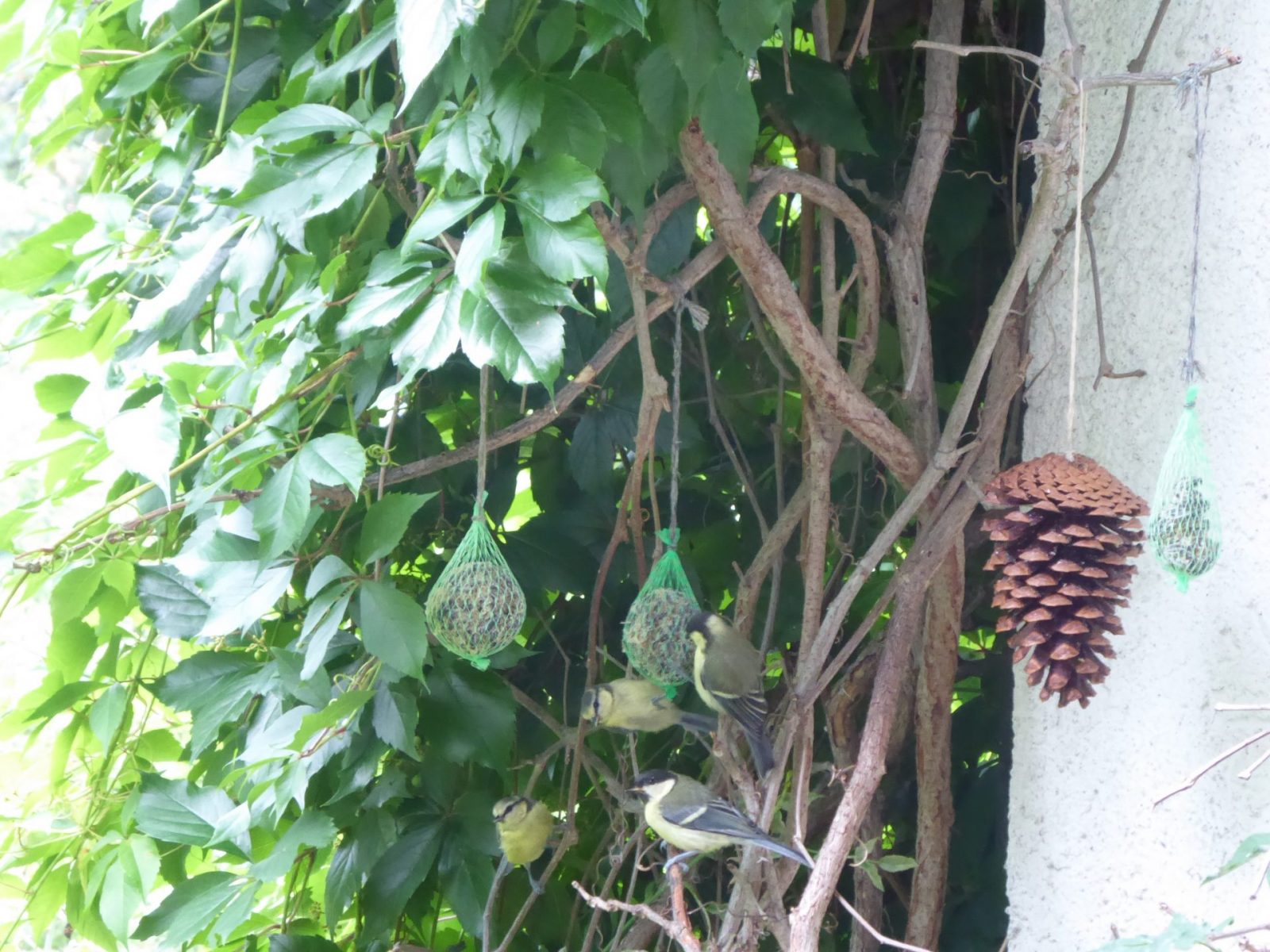 21.7.2022 Jungvögel (3)