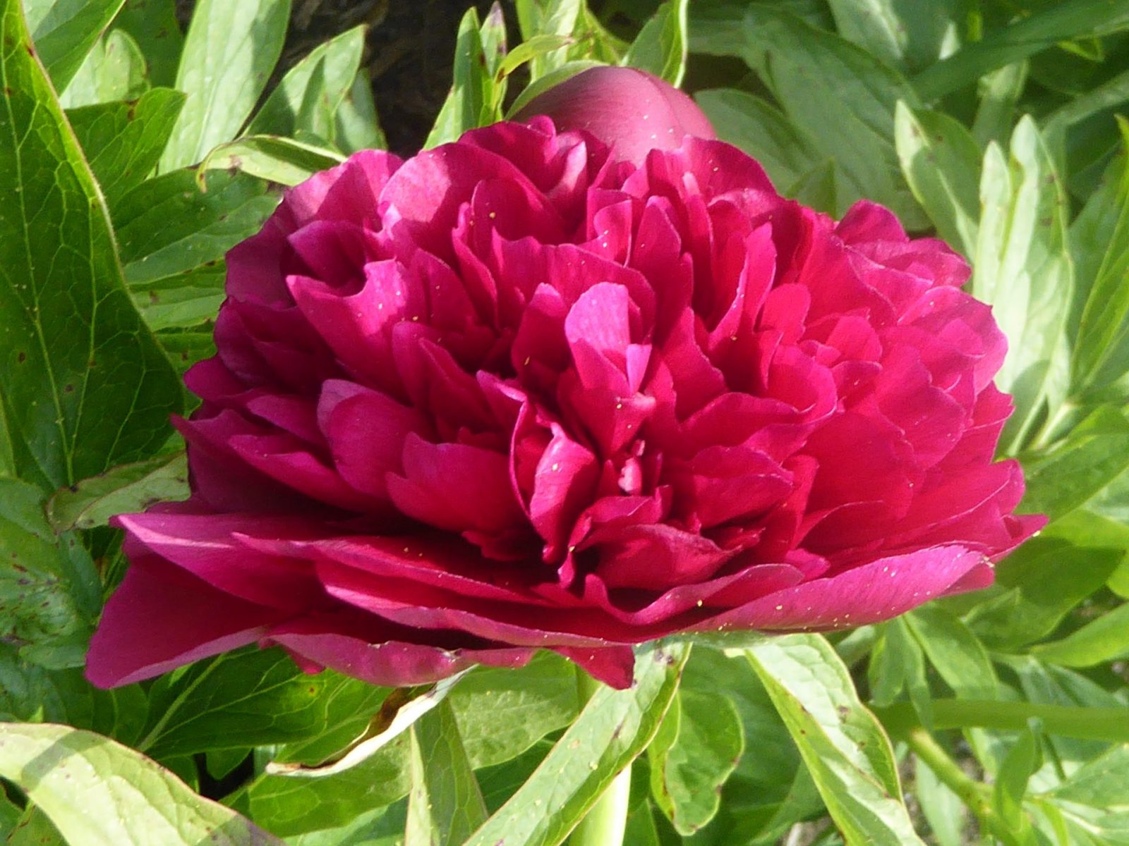 21+22.5. 2016 Ausstellung Schloss B.G. (341)