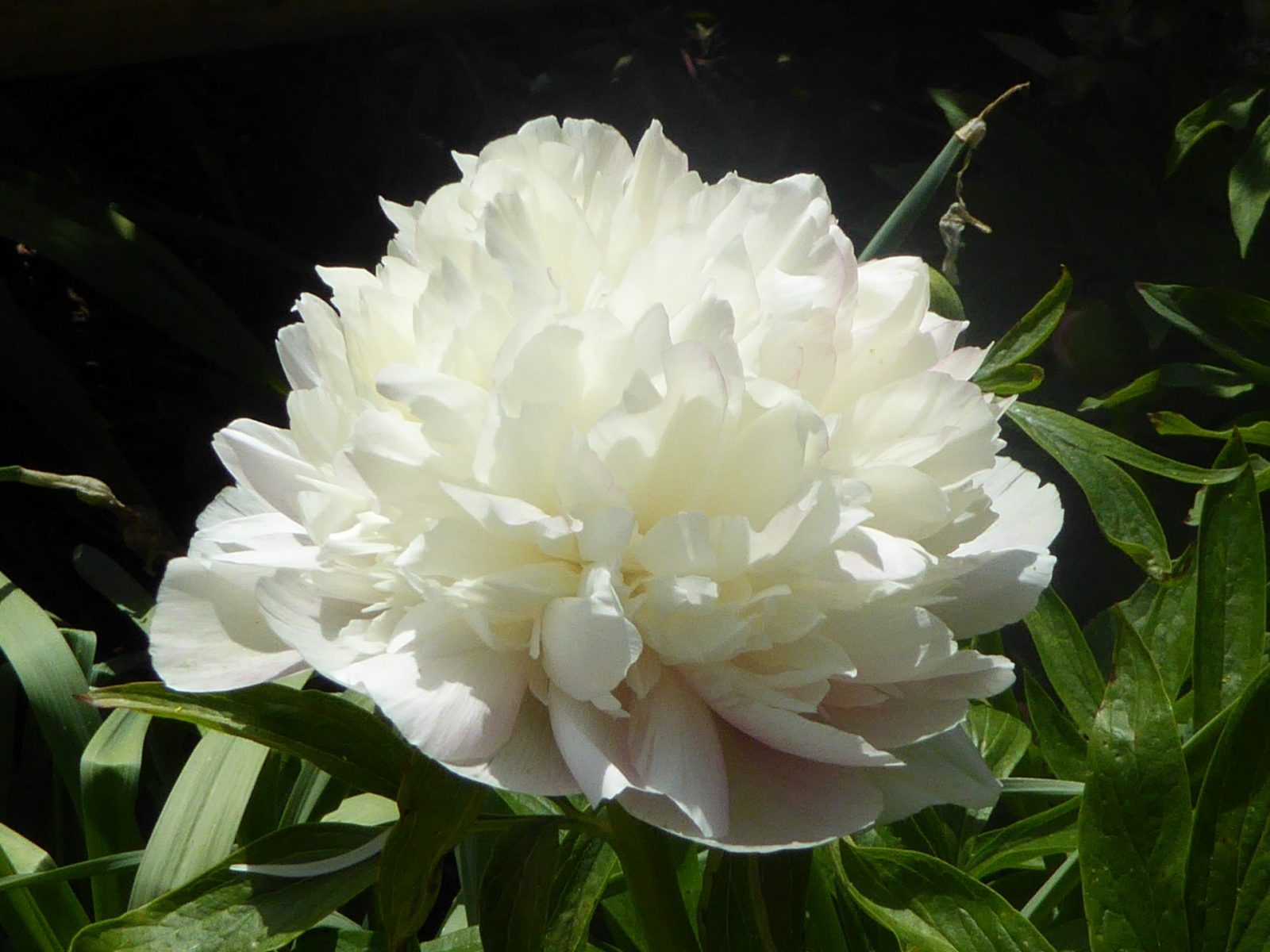 21+22.5. 2016 Ausstellung Schloss B.G. (343)