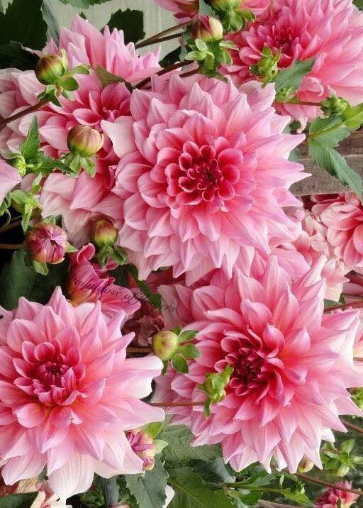 216204342_3072187499667514_4326514617945736773_n