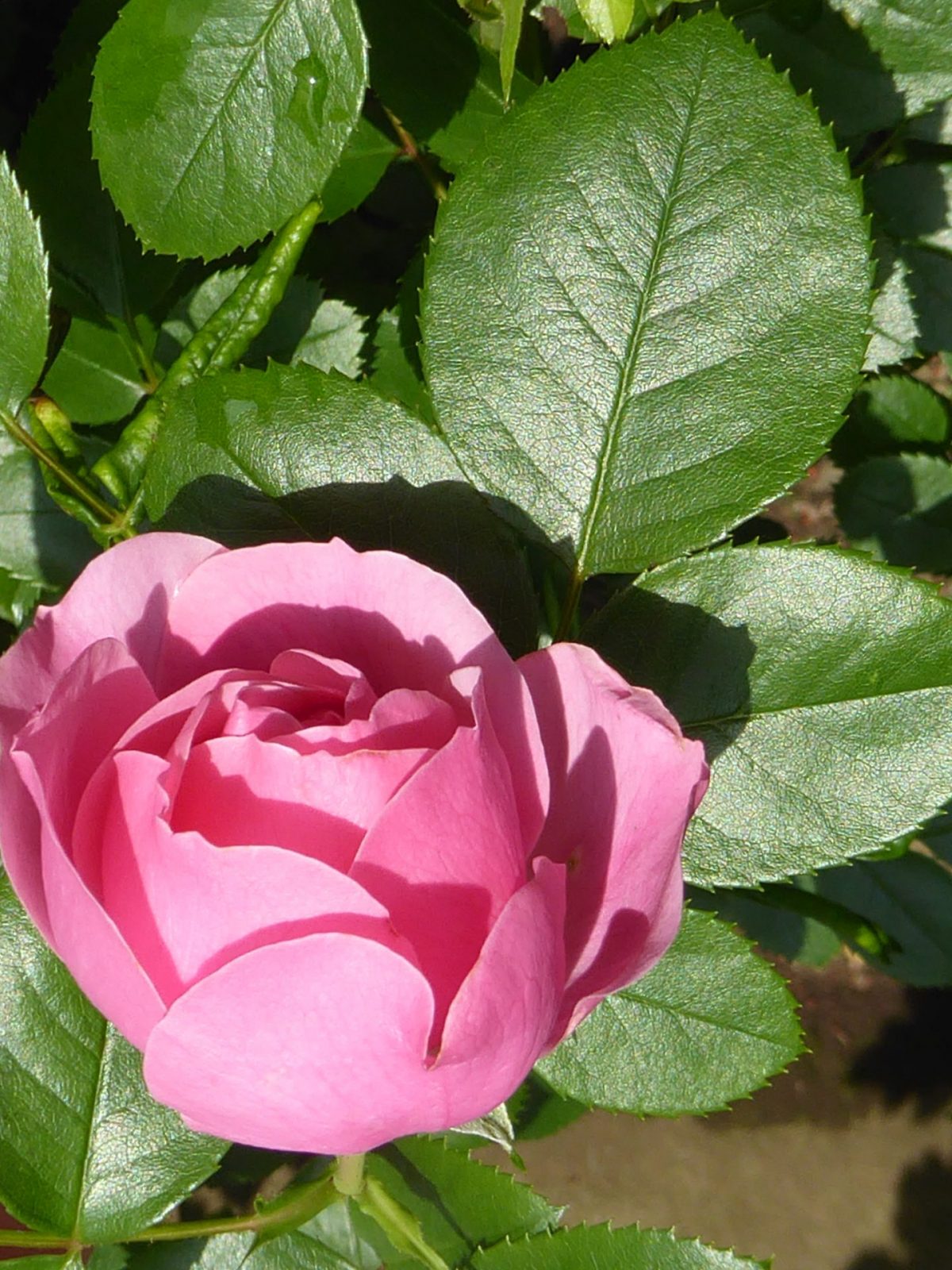 22.6.2021 Dienstag (121)