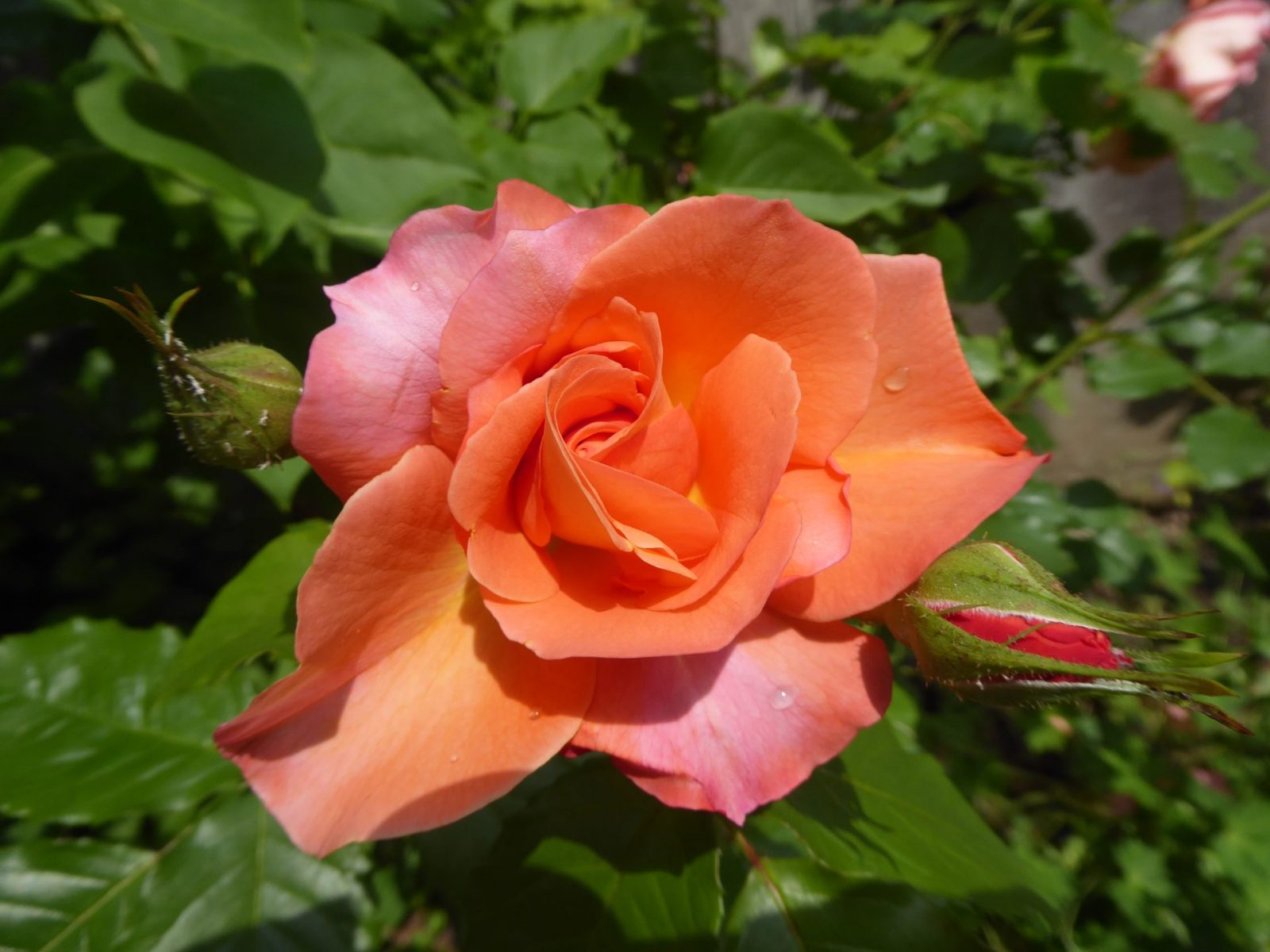 22.6.2021 Dienstag (122)