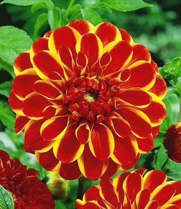 227118216_4565870023443567_4506870045239572314_n