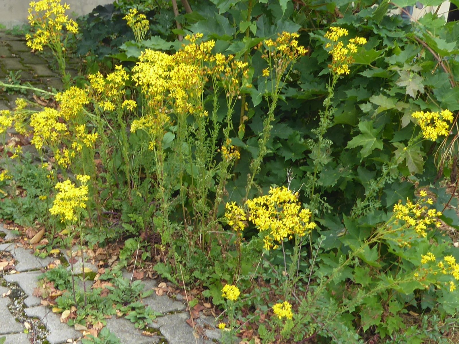 23.7.2922 Samstag (66)