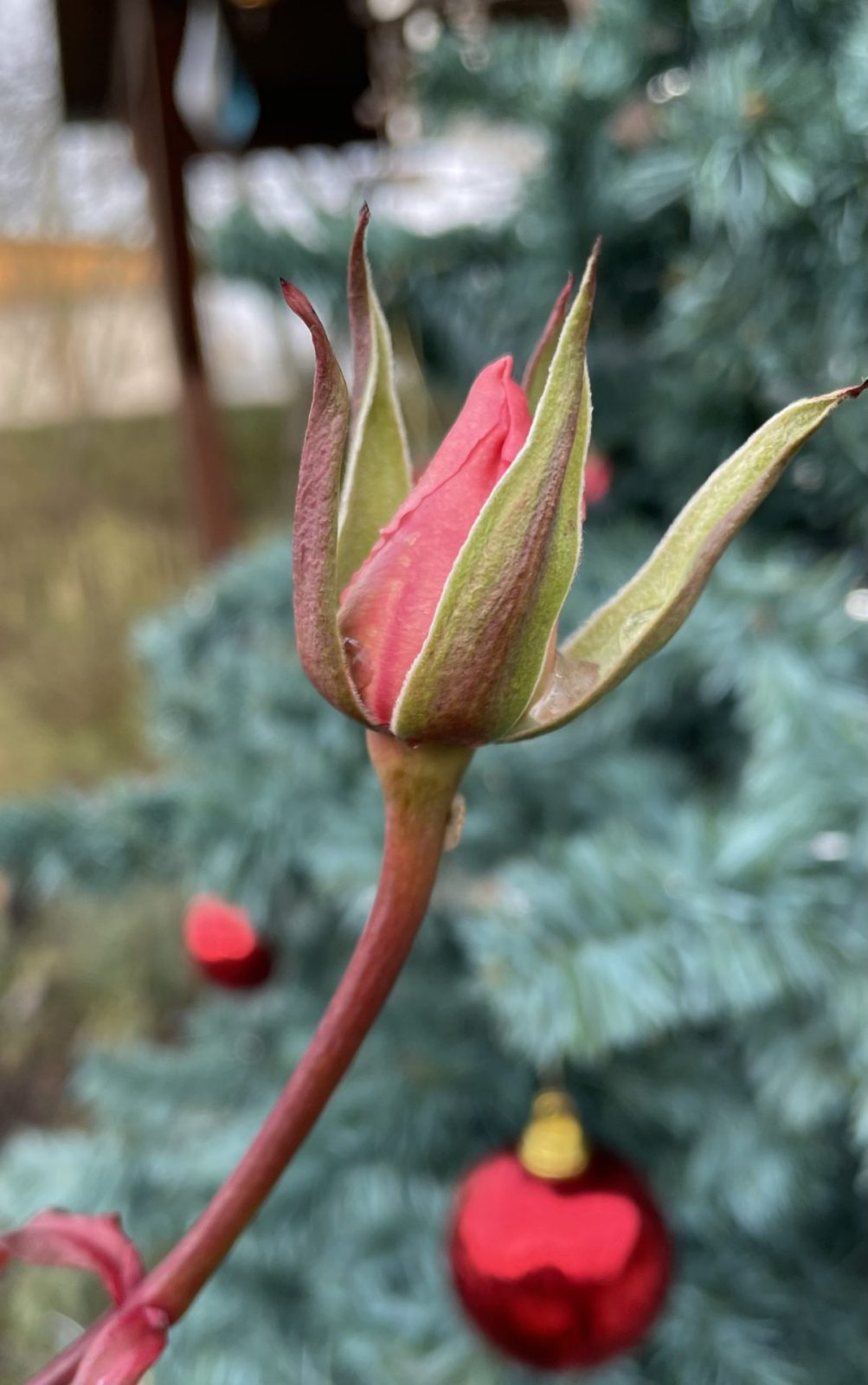 233F0797-0B64-4C18-891C-28AE91A08FC3