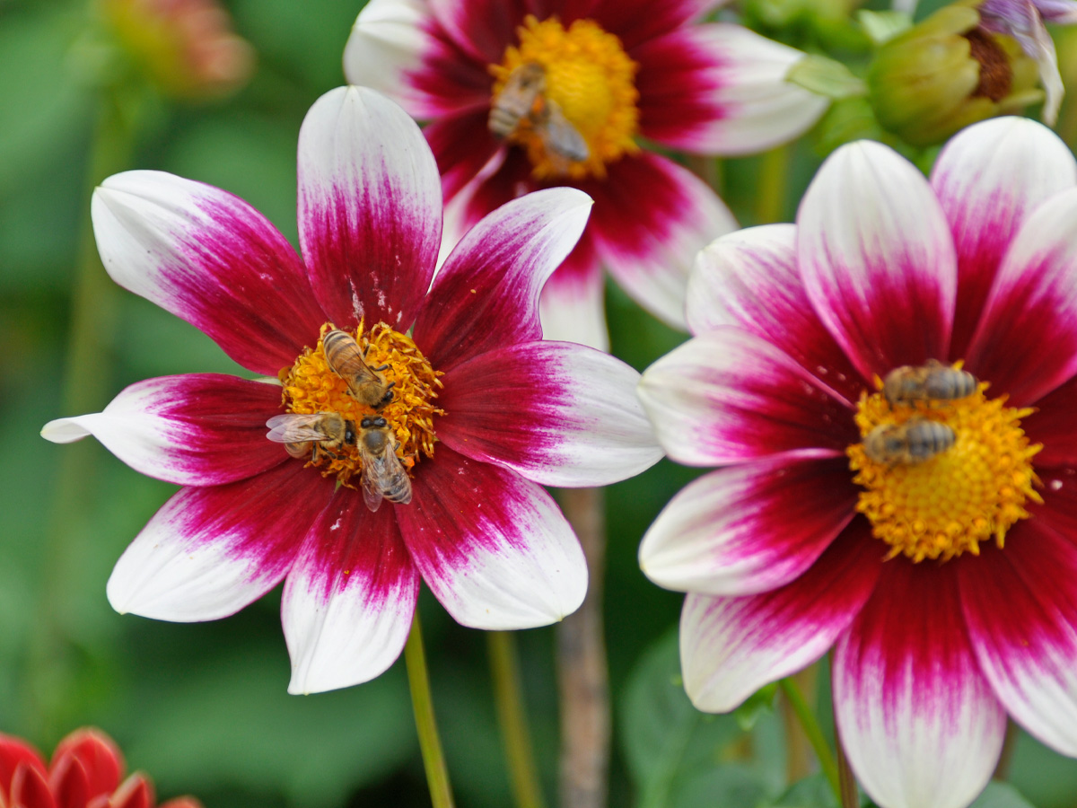 239144338_10159974362599258_1210352135010350792_n