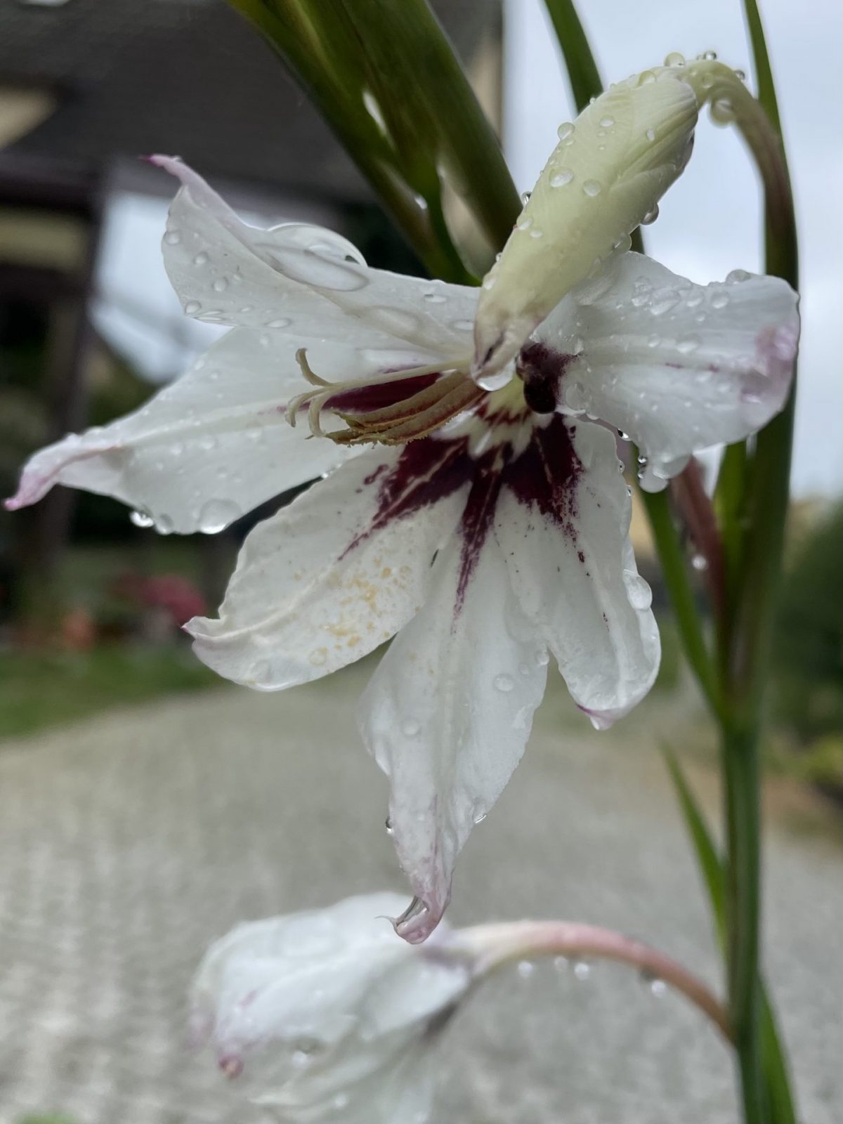 23F0258A-81E5-4488-9CE7-8B9A88088A2C