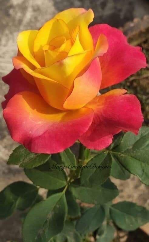 240528001_3019532478284549_1552791041141046061_n