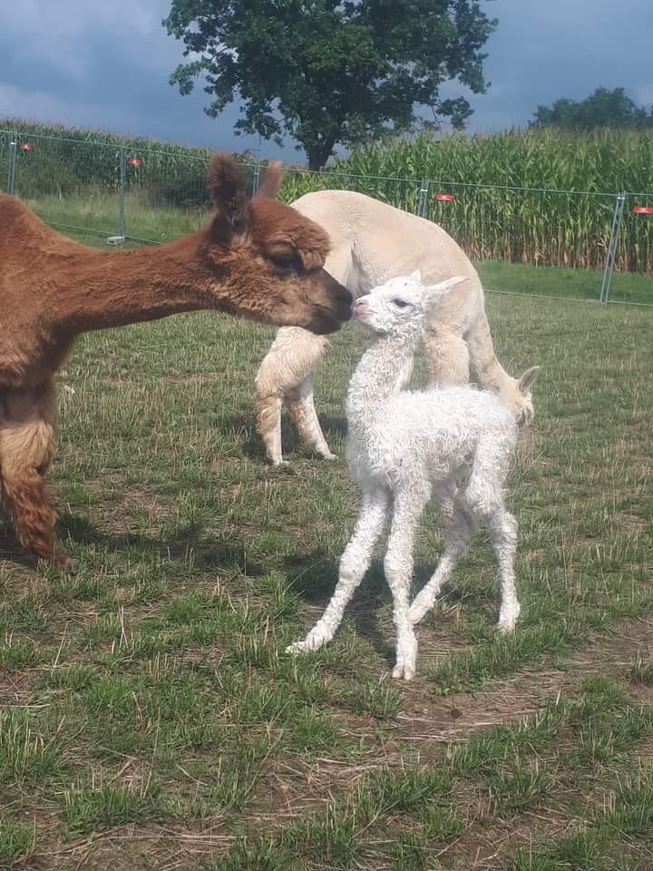 240953661_1296920787428891_5759541682977492241_n