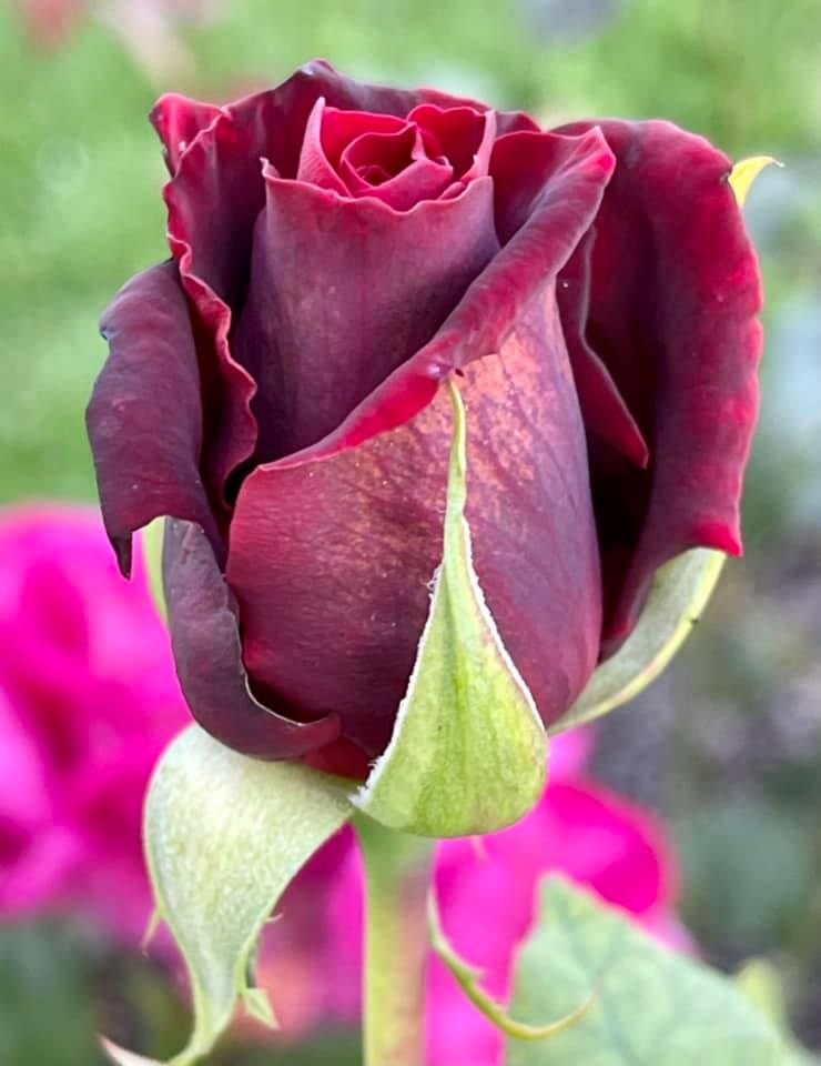 241162619_4394503003977275_9014220342302857430_n