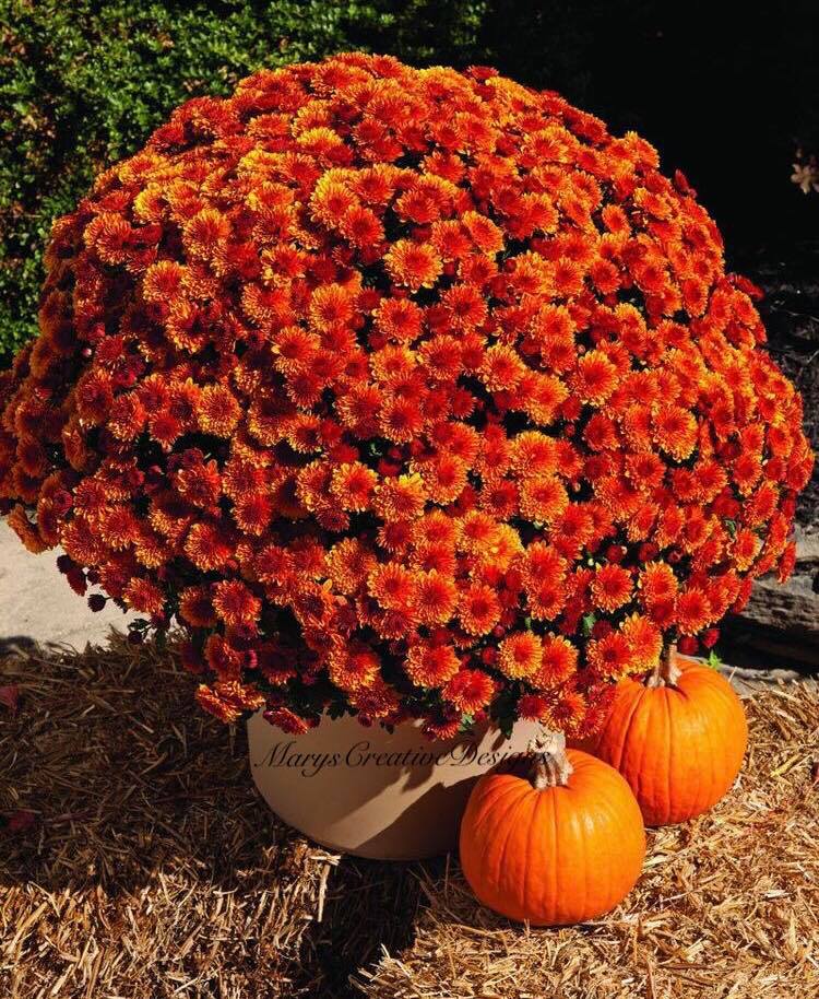 241265582_3015935498644247_6643950883402544288_n