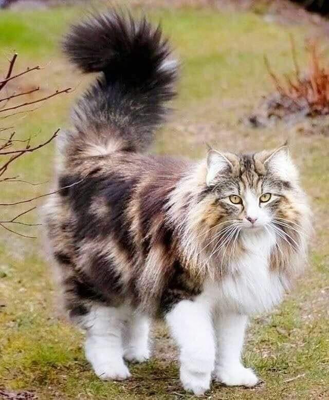 242189445_1246174839181202_6821427776818481682_n