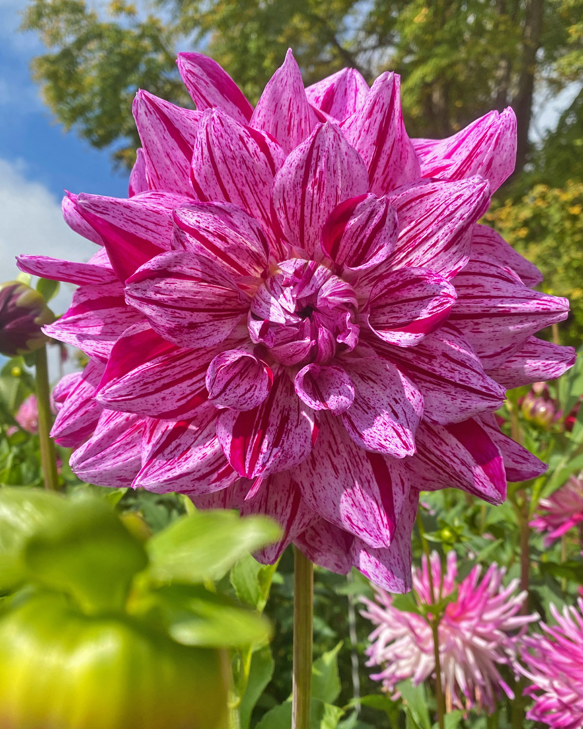 242896943_10160040880349258_2456892460185547287_n