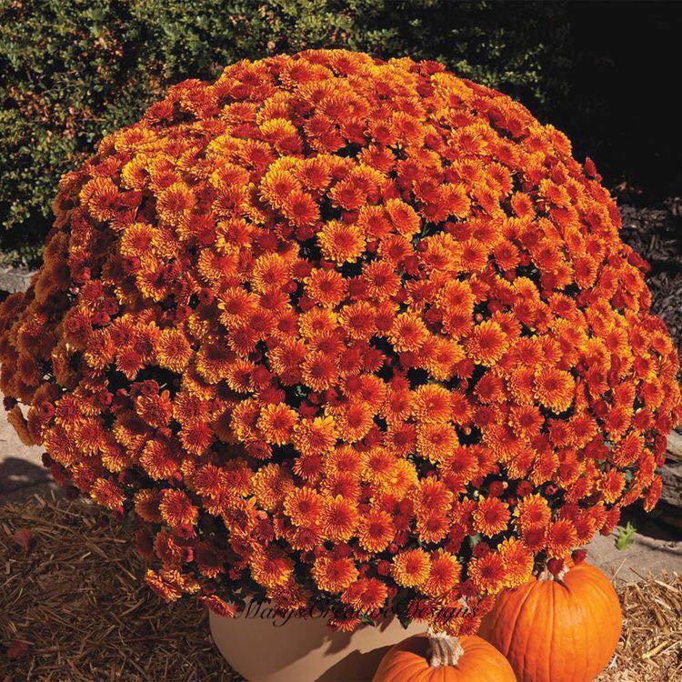 246189706_3032612006976596_1585010361228949562_n