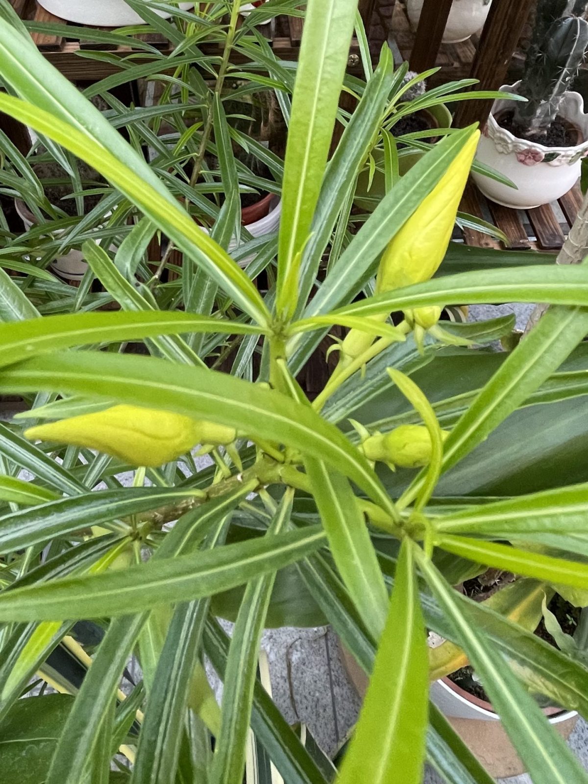 24BDAB4C-16E0-475B-9C04-5886908F3D3A