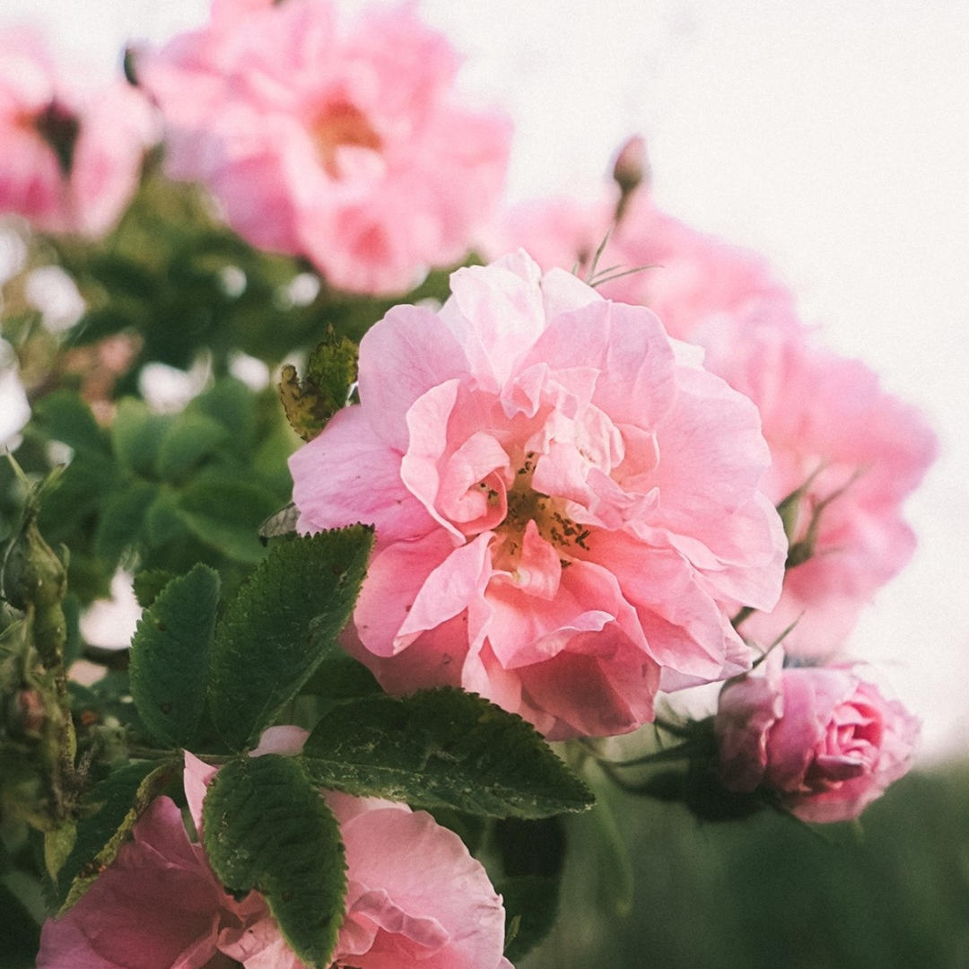 257176487_23848877225280493_3870487904482657683_n (1)