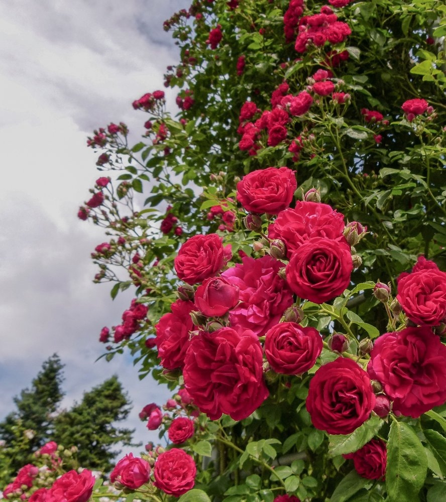 25989-ramblerrose-chevy-chase-kb-dr-dieter-hendel-1a_origin_img