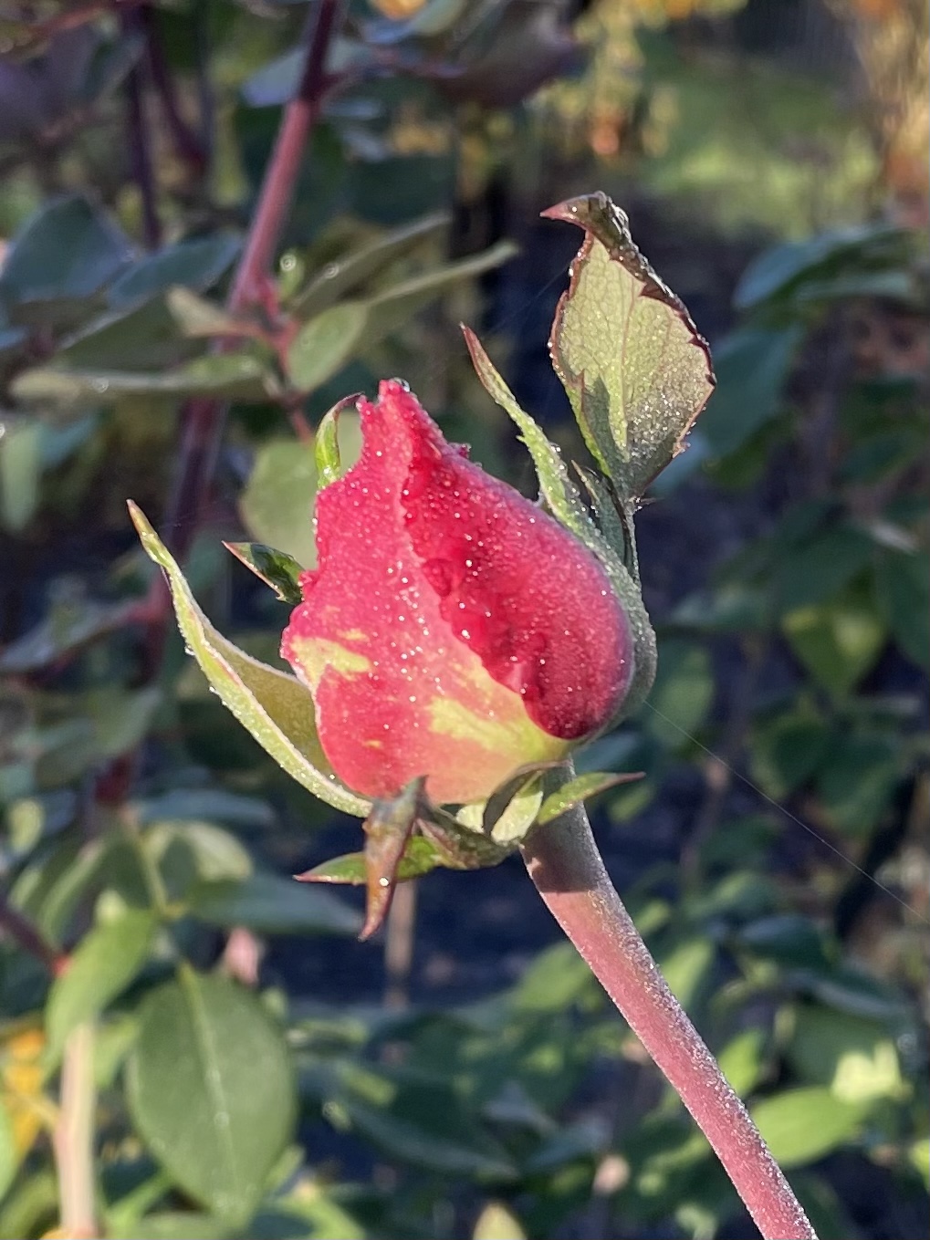 25A591BB-0096-49C7-BEBF-25D213EB298E