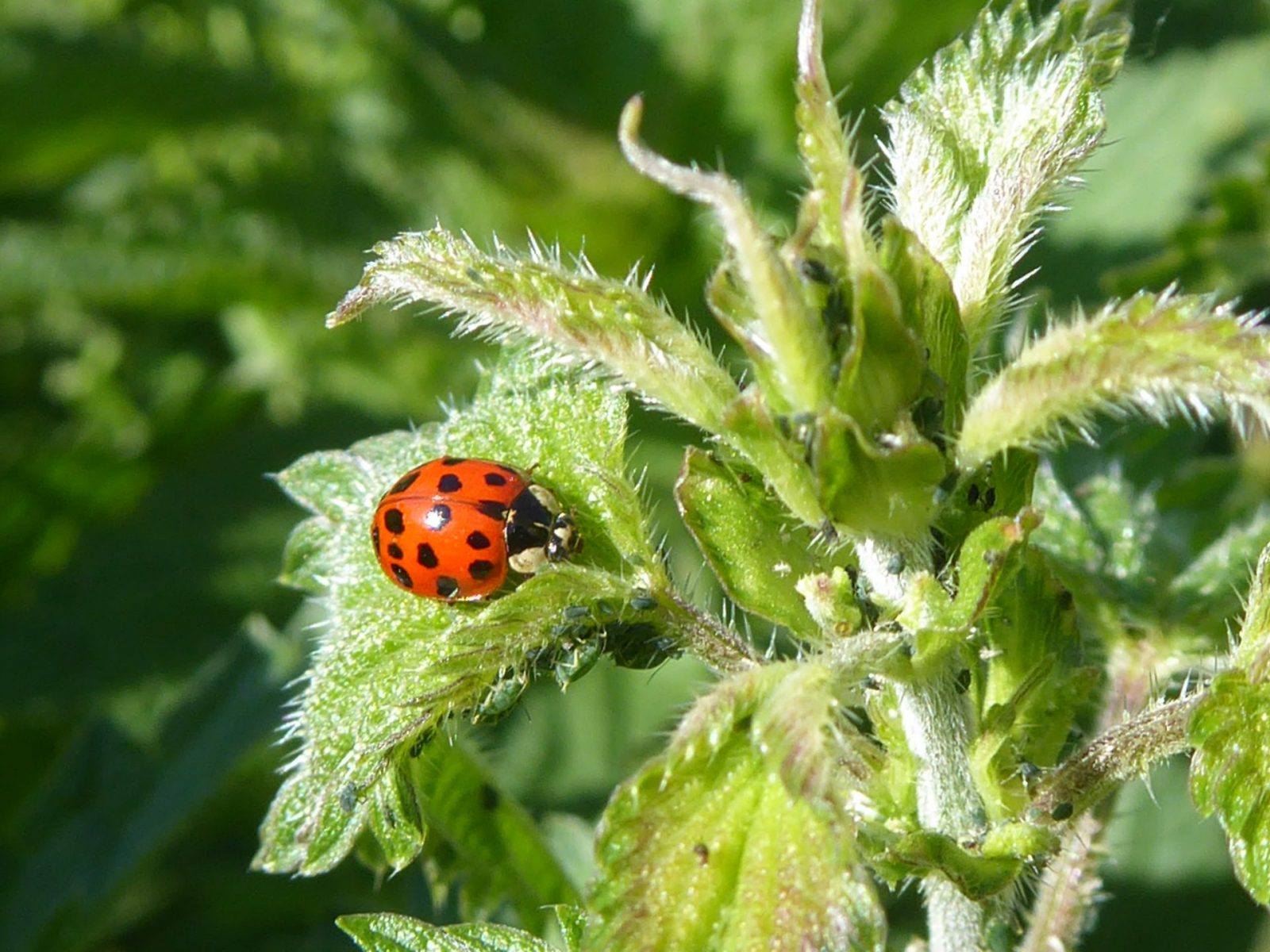 26.5.2020 Marienkäfer Brennesseln (106)