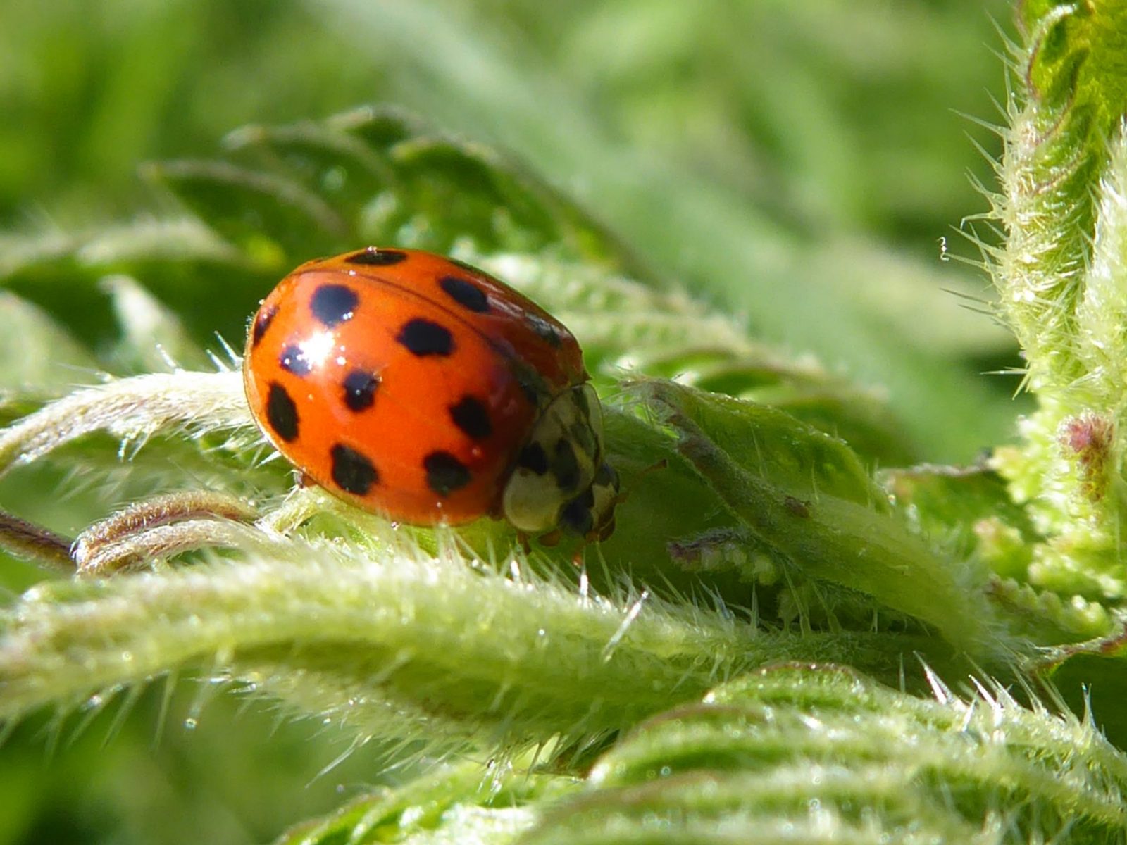 26.5.2020 Marienkäfer Brennesseln (108)