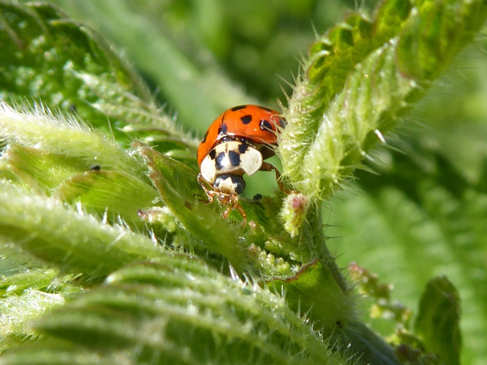 26.5.2020 Marienkäfer Brennessen (107)