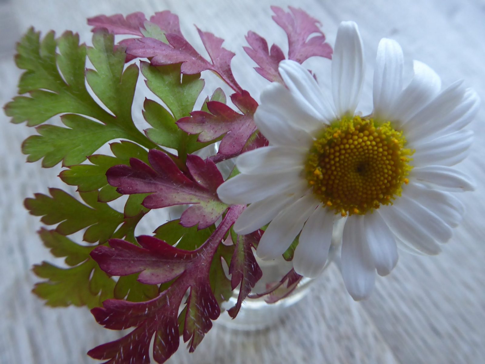 26.6.2022 Sonntag 12 Tage Corona (46)