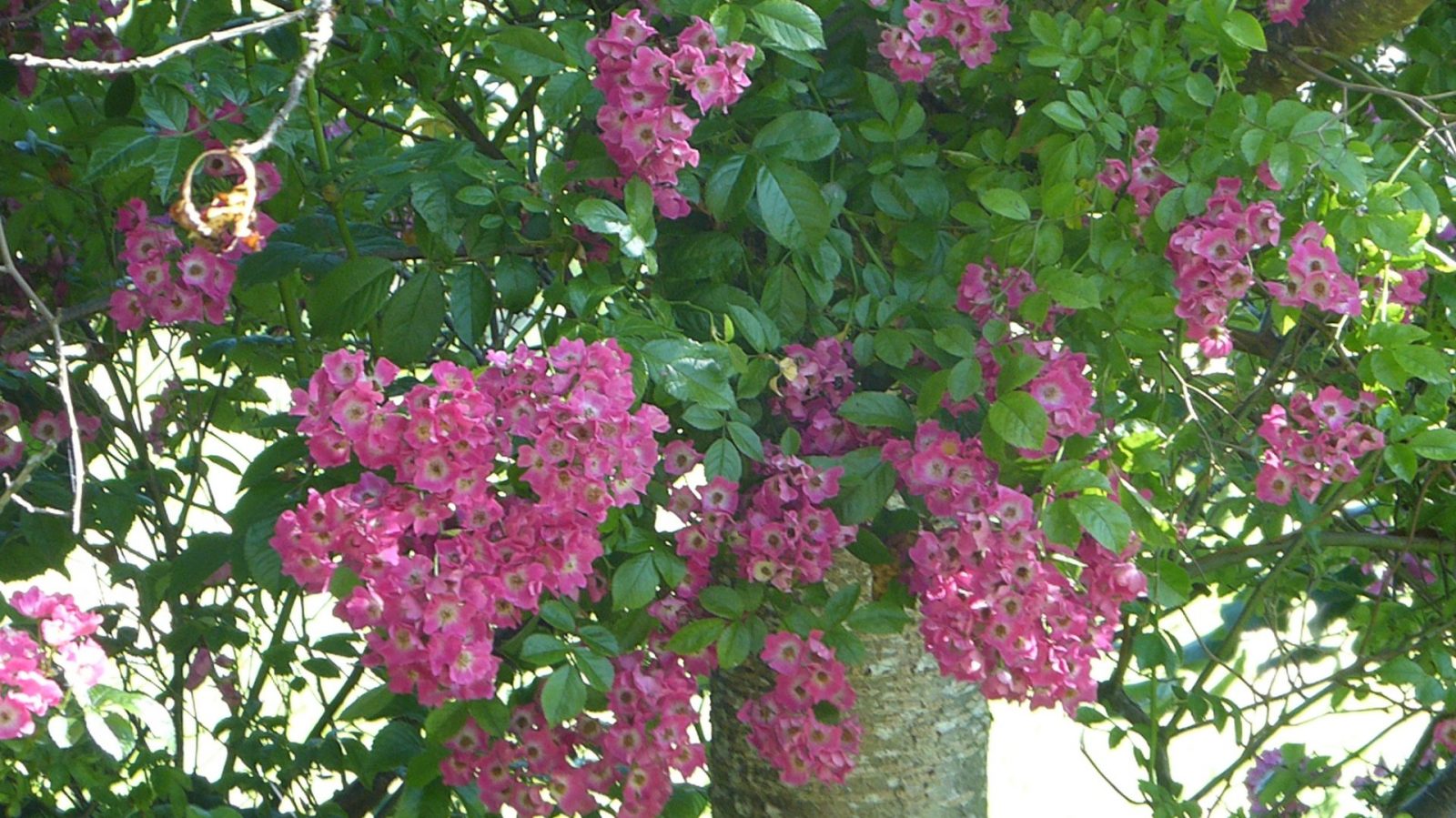 26.6.2022 Sonntag 12 Tage Corona (8)