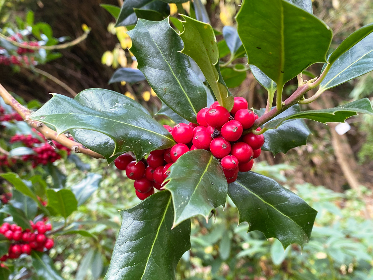 260668936_10160168950889258_8910488584575147997_n